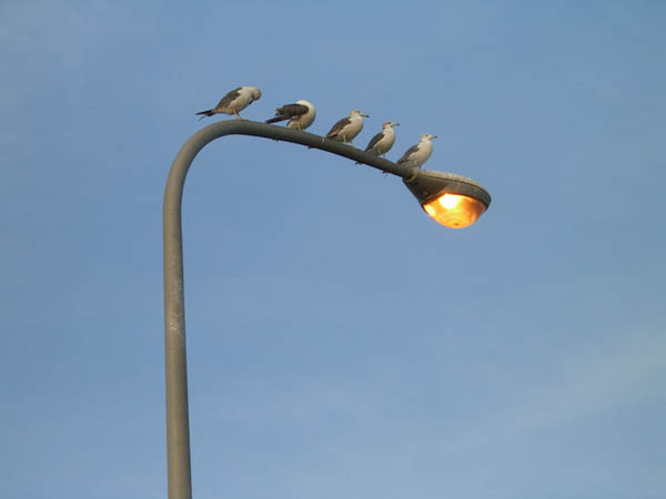 image0013