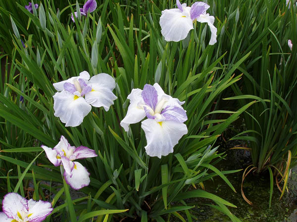 image0024